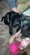Great Dane Puppies for sale in Kitsap County, WA, USA. price: NA