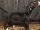 Great Dane Puppies for sale in Baltimore, MD, USA. price: $800