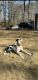 Great Dane Puppies for sale in Hoover, AL, USA. price: $100,000