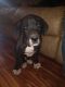 Great Dane Puppies for sale in Cedartown, GA 30125, USA. price: $500