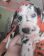 Great Dane Puppies for sale in Madison, NC 27025, USA. price: NA