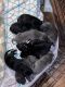 Great Dane Puppies for sale in Cumming, GA, USA. price: NA
