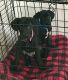 Great Dane Puppies for sale in Clayton, WI 54004, USA. price: $800