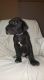 Great Dane Puppies for sale in Knoxville, TN, USA. price: NA