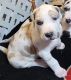 Great Dane Puppies for sale in Vancouver, WA, USA. price: NA