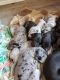 Great Dane Puppies for sale in Colorado Springs, CO, USA. price: $1,000