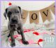 Great Dane Puppies for sale in Fort Worth, TX, USA. price: $2,000