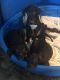 Great Dane Puppies for sale in Tulsa, OK, USA. price: NA