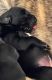 Great Dane Puppies for sale in Hanover, PA 17331, USA. price: $800