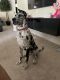 Great Dane Puppies for sale in Brooksville, FL 34614, USA. price: $700
