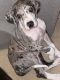 Great Dane Puppies for sale in St Marys, KS 66536, USA. price: $800
