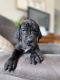 Great Dane Puppies for sale in Spring, TX 77373, USA. price: $1,500