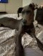 Great Dane Puppies for sale in Winston-Salem, NC, USA. price: NA