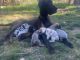 Great Dane Puppies for sale in Sonora, CA 95370, USA. price: $1,500