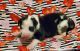 Great Dane Puppies for sale in La Porte, TX 77571, USA. price: $800