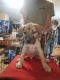 Great Dane Puppies for sale in Quincy, IN 47456, USA. price: $80,000