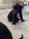 Great Dane Puppies for sale in Johnson City, TX 78636, USA. price: NA