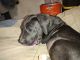 Great Dane Puppies for sale in Brentwood, AR 72959, USA. price: $900