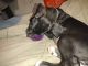 Great Dane Puppies for sale in Brentwood, AR 72959, USA. price: $900
