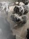 Great Dane Puppies for sale in Hamilton, OH, USA. price: NA