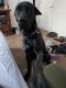 Great Dane Puppies for sale in Brighton, CO, USA. price: $700