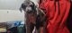 Great Dane Puppies for sale in Baldwin, MD 21013, USA. price: NA