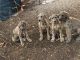 Great Dane Puppies for sale in Galena, KS 66739, USA. price: $600