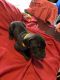 Great Dane Puppies for sale in Fayetteville, TN 37334, USA. price: $1,200