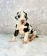 Great Dane Puppies for sale in Jasper, GA, USA. price: NA