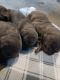 Great Dane Puppies for sale in Erie, PA, USA. price: $1,200
