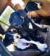 Great Dane Puppies for sale in North Hollywood, Los Angeles, CA, USA. price: NA