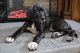 Great Dane Puppies for sale in Wyoming, PA, USA. price: NA