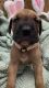 Great Dane Puppies for sale in Hampton, SC 29924, USA. price: NA