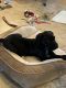 Great Dane Puppies for sale in Henderson, NC, USA. price: $1,000