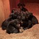 Great Dane Puppies for sale in Kingston, TN 37763, USA. price: $1,200
