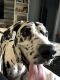 Great Dane Puppies for sale in Yulee, FL 32097, USA. price: NA