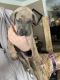 Great Dane Puppies for sale in Milford, Milford Charter Twp, MI 48381, USA. price: NA