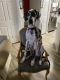 Great Dane Puppies for sale in Naples, FL 34114, USA. price: NA