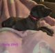 Great Dane Puppies for sale in Kelso, WA, USA. price: $1,200