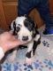 Great Dane Puppies for sale in Haines City, FL 33844, USA. price: NA