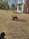 Great Dane Puppies for sale in Fayetteville, NC 28306, USA. price: $150