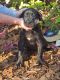 Great Dane Puppies for sale in Pass Christian, MS, USA. price: $750