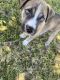 Great Dane Puppies for sale in Ontario, CA, USA. price: $700