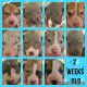 Great Dane Puppies for sale in Lake Waukomis, MO 64151, USA. price: NA