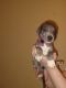 Great Dane Puppies for sale in Indianapolis, IN 46254, USA. price: $400