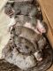 Great Dane Puppies for sale in Roseburg, OR, USA. price: $1,500