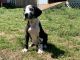 Great Dane Puppies for sale in Richburg, SC 29729, USA. price: $1,500