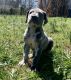 Great Dane Puppies for sale in Richburg, SC 29729, USA. price: $2,000