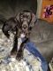 Great Dane Puppies for sale in Seattle, WA, USA. price: NA