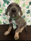 Great Dane Puppies for sale in Cove, TX 77523, USA. price: NA